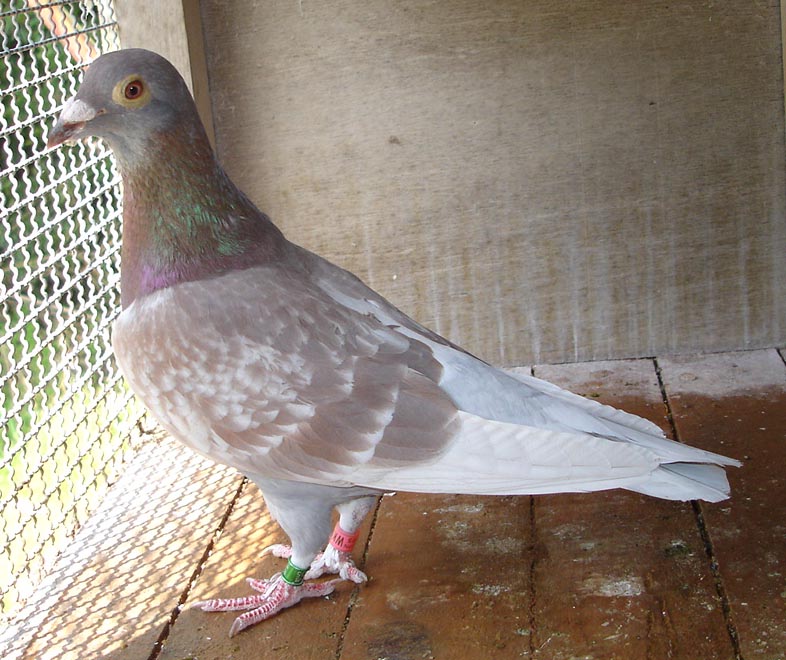 オペル系種鳩 オペル3863 オペルレッドスター号の孫 00wk03863 rc 山本作出 ストック鳩 f 98オペル rc 山本作出 隠岐300k帰還 木原 孝鳩舎種鳩 直仔 木原鳩舎にて 500k10位400k2位300k6位 孫 250k山口 オペル系種鳩 オペル3863 オペルレッドスター号の孫 00wk03863 rc 山本作出 ストック鳩 f 98オペル rc 山本作出 隠岐300k帰還 木原 孝鳩舎種鳩 直仔 木原鳩舎にて 500k10位400k2位300k6位 孫 250k山口